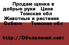 Продам щенка в добрые руки › Цена ­ 5 000 - Томская обл. Животные и растения » Собаки   . Томская обл.